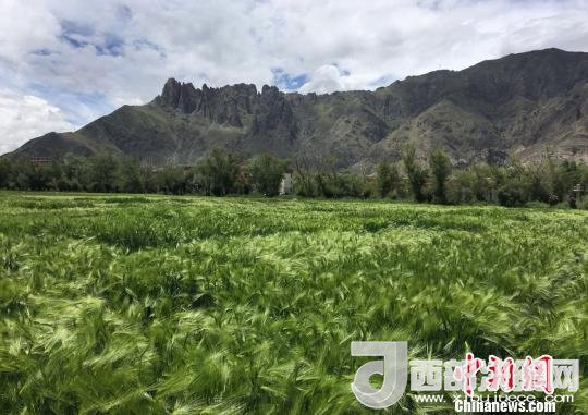 2017年西藏青稞總產(chǎn)量達(dá)到79萬噸，占糧食總產(chǎn)量的77%。圖為西藏青稞?！⊥跤窳?攝