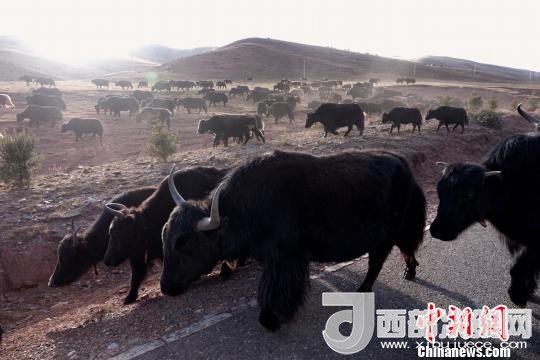 西藏每年存欄約420萬頭牦牛，牦牛產(chǎn)業(yè)發(fā)展是推動西藏畜牧業(yè)可持續(xù)發(fā)展和農(nóng)牧民脫貧致富的重要產(chǎn)業(yè)。圖為西藏牦牛?！O翔 攝