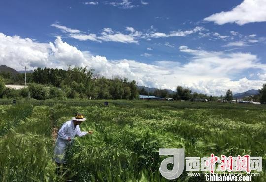 西藏與9家國家重點實驗室合力促青稞增產(chǎn)、牦牛育肥