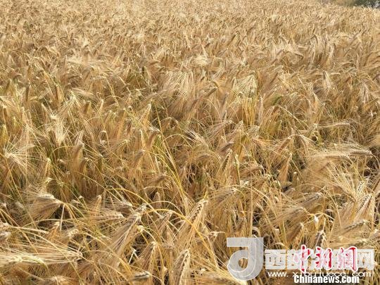 2017年西藏青稞種植面積達(dá)210多萬畝，占糧食播種面積的75%。圖為成熟期的青稞?！⊥跤窳?攝