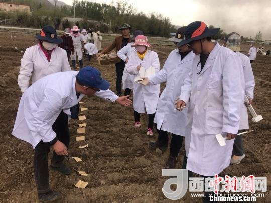 圖為研究員實地調(diào)研青稞生長土壤?！⊥跤窳?攝