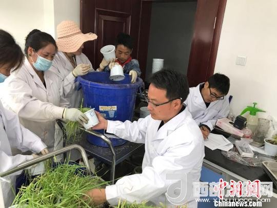 圖為研究員正在調(diào)查青稞感染白粉病情況?！⊥跤窳?攝