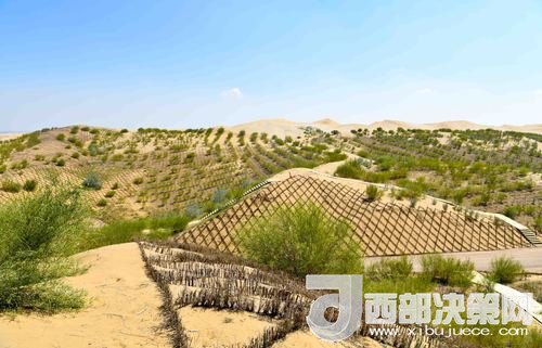 達(dá)拉特旗庫(kù)布其沙漠染綠。吳勇攝