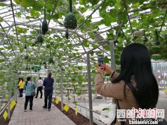 山西省郵政管理局積極推動(dòng)“一市一品”農(nóng)特產(chǎn)品進(jìn)城項(xiàng)目。 資料圖 楊杰英 攝