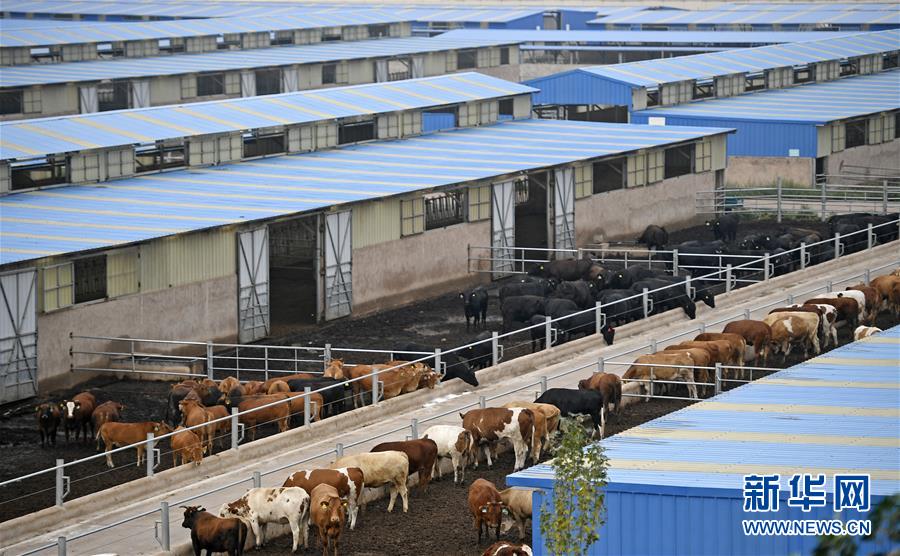 （壯麗70年·奮斗新時代——共和國發(fā)展成就巡禮·圖文互動）（11）生態(tài)美、百姓富——品讀嶄新“寧夏畫卷”