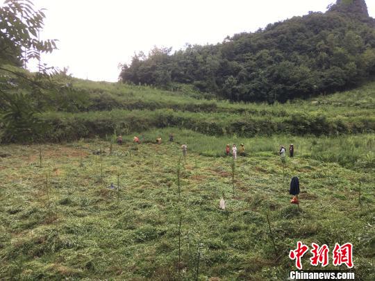 貴州同威生物科技有限公司天麻種植基地?！≈軏?攝