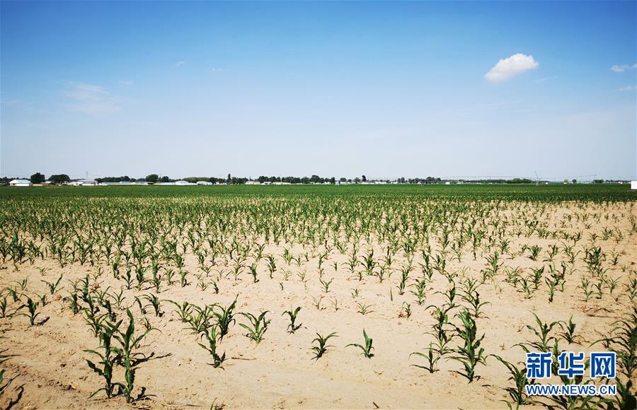 (圖文互動(dòng))(1)內(nèi)蒙古旱情持續(xù)